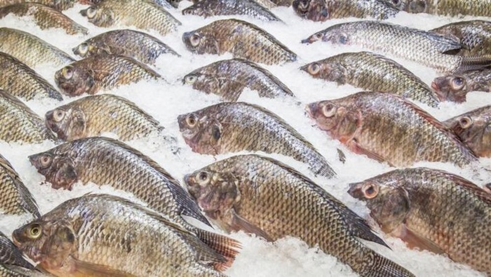 Budidaya Ikan Nila: Tips Usaha dan Estimasi Keuntungannya