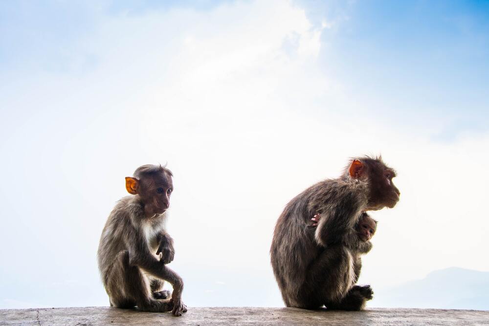 Get to Know What A Business Monkey is, Here's An Easy Way to Avoid the Trap!