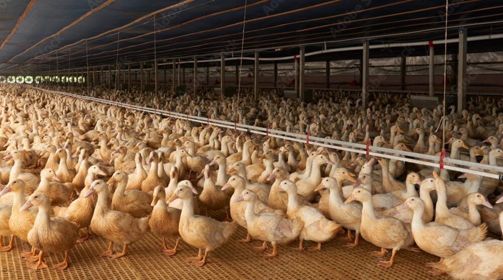 Duck Farming Business Opportunities, Millions of Profits!