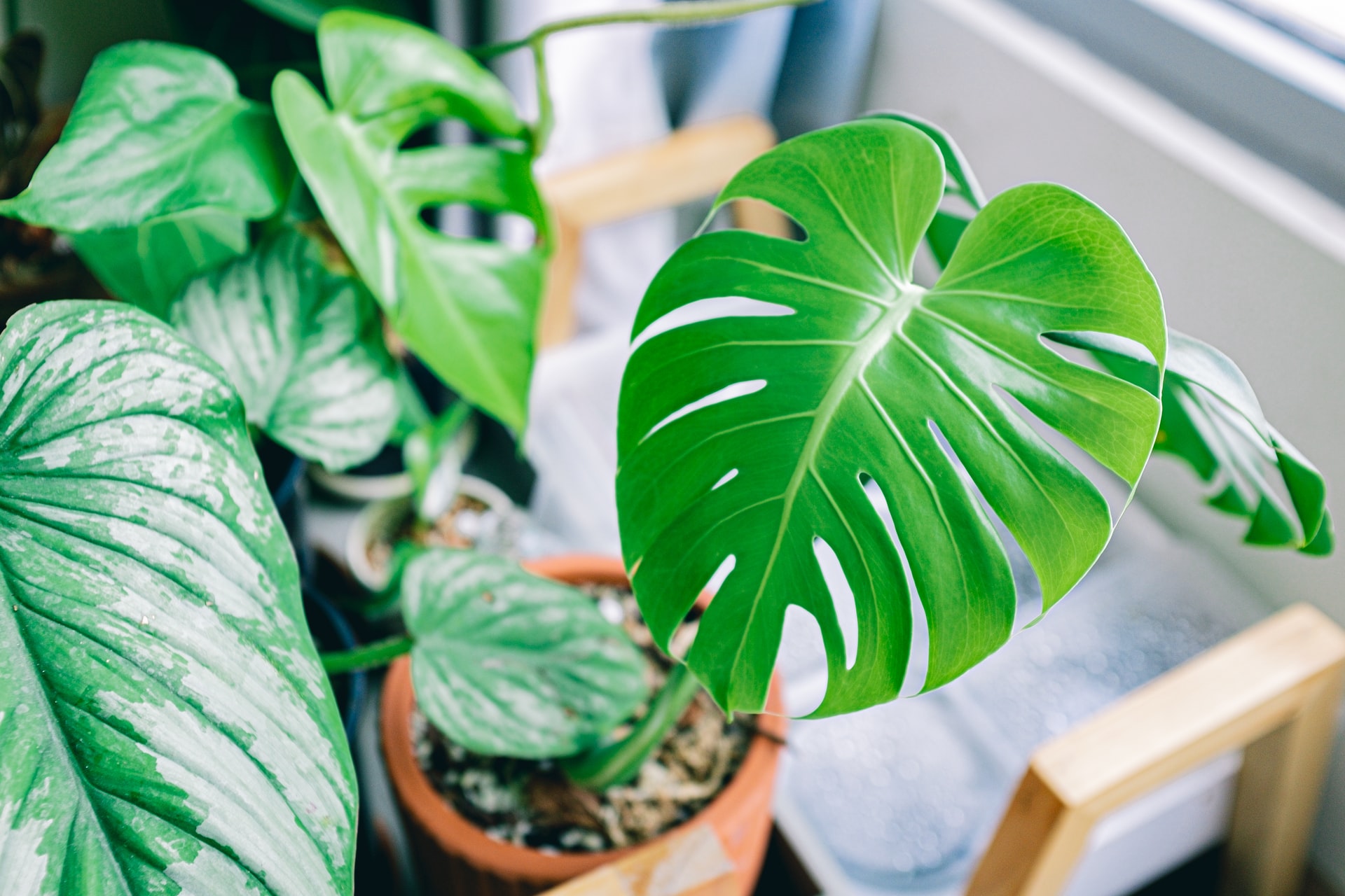 6 Tips for Starting an Ornamental Plant Business for Beginners