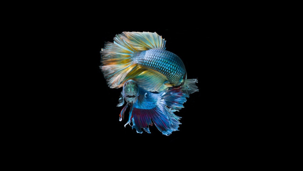 Betta Fish Cultivation: From a Hobby to an Additional Income