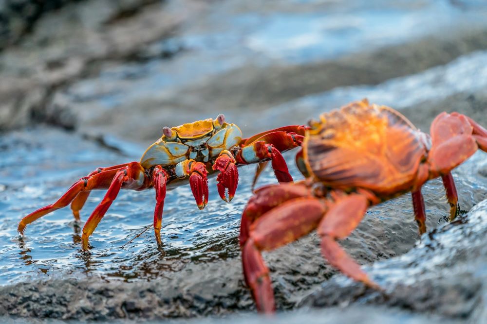 Crab Mentality:  Arti, Dampak, Faktor dan Cara Mengatasinya