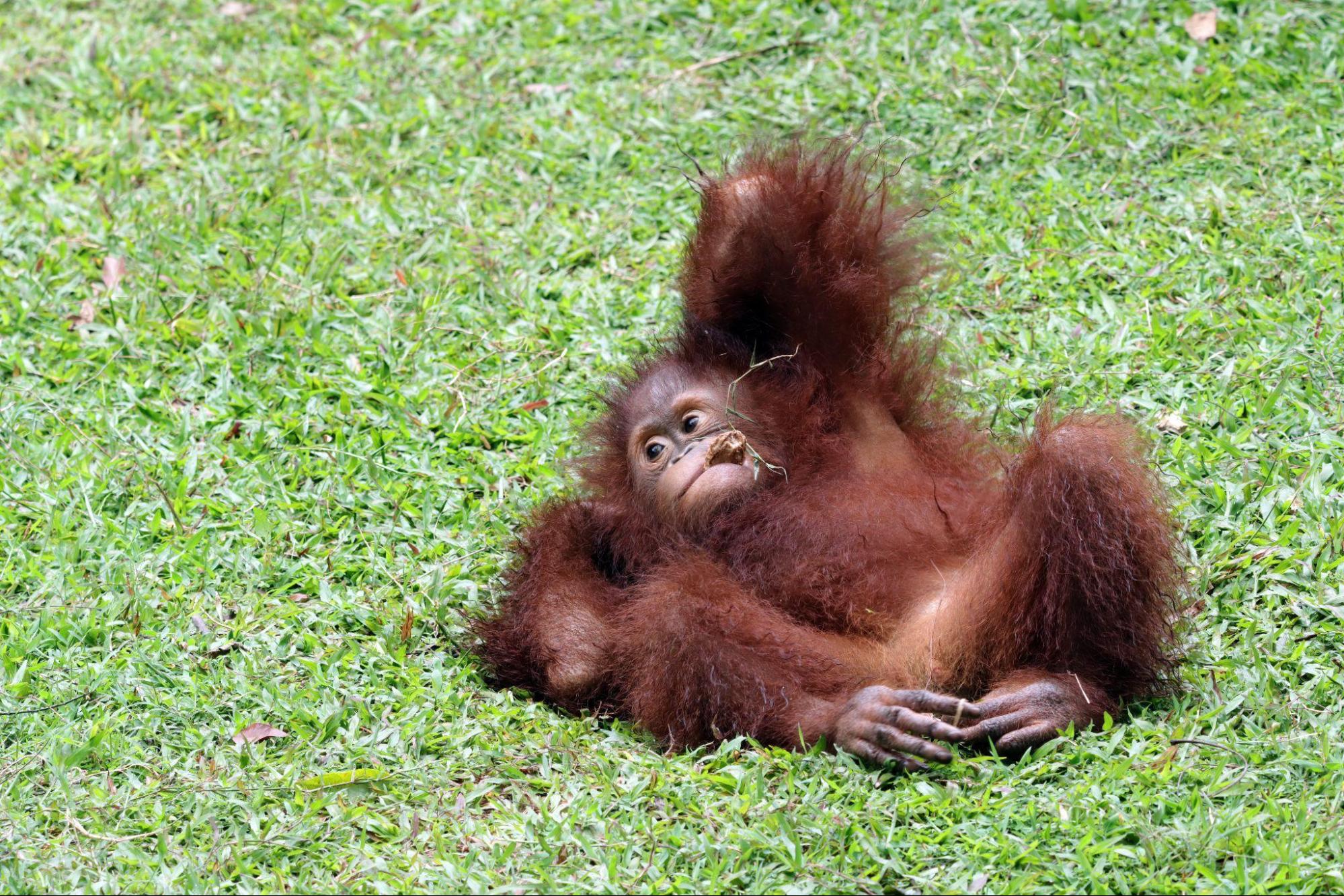 Facts About Orangutans, Guardians of Other Species' Lives