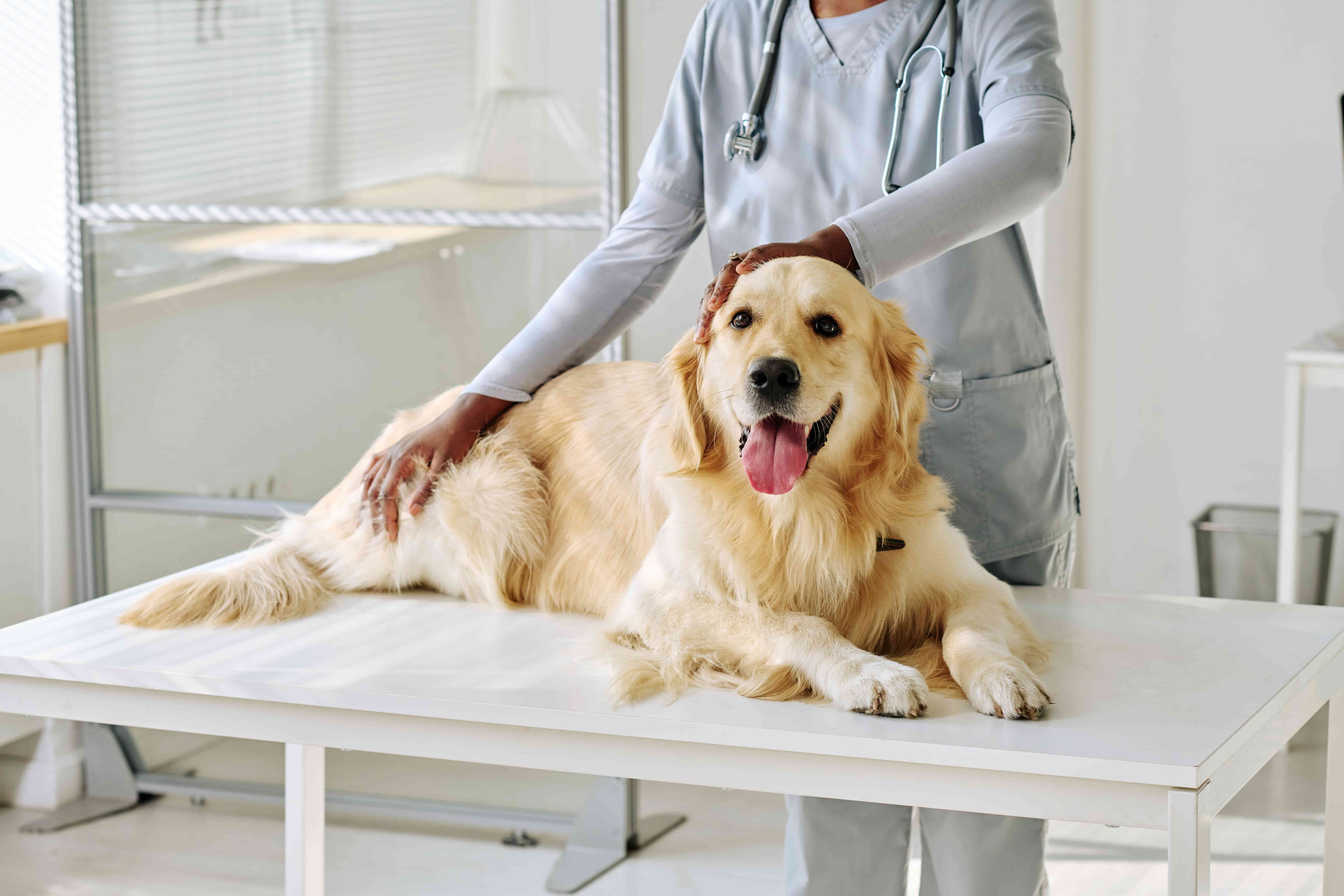Get to Know The Type of Dog and How to Care for It
