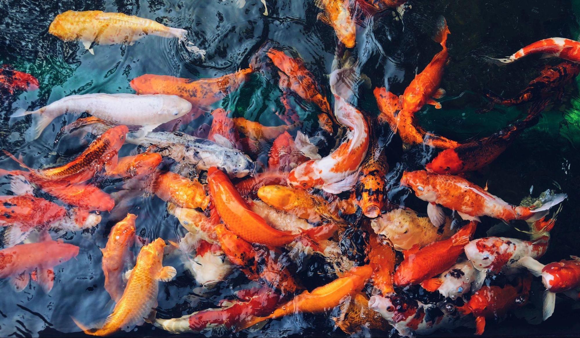 Why Are Koi Fish Often Considered an Investment?